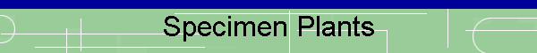 Specimen Plants